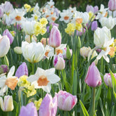 Holland Bulb Farms all-in-one flower garden kit image: easy setup for a vibrant outdoor display.