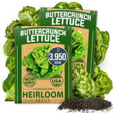 HOME GROWN Buttercrunch lettuce seeds in pack, ideal for indoor hydroponics