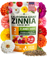 HOME GROWN California Giant Zinnia Mix bloom close-up showcasing bold petals.