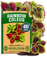 HOME GROWN Coleus Rainbow leaves show vibrant rainbow foliage for containers.