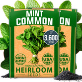 HOME GROWN mint seeds bulk pack front, ready for a reliable indoor or outdoor herb garden.