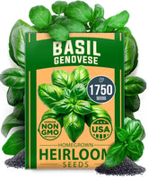 HOME GROWN Genovese Basil seeds pack 1750+ for abundant indoor-outdoor herb gardening