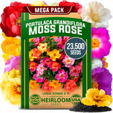 Home Grown Moss Rose Seeds Bulk Pack closeup bloom shows vibrant colors for sunny borders.