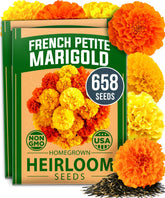 HOME GROWN petite French marigold seeds for sunny borders and containers, compact and versatile.
