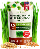 HOME GROWN wheatgrass seeds bulk pack ready for sprouting and juicing.