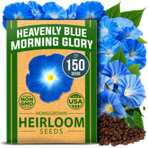 HOME GROWN Heavenly Blue Morning Glory seeds ready to germinate in warm soil