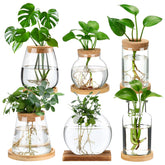 Honeydak six-design glass propagation stations shown on a desk for indoor propagation