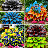Hosta 315+ mixed color seeds pack for planting in shade garden and color variety