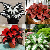 Hosta seeds 150+ mixed color pack for shade gardens with variegation and red stems