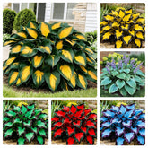 170+ mix hosta seeds with variegated leaves for a lush shade garden.