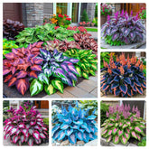 330+ Mixed Color Hosta Seeds for ground cover in shade gardens.