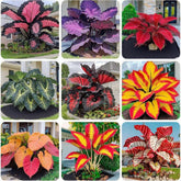 Hosta seeds variegated leaves add dramatic color in shaded borders