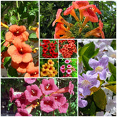 Hummingbird trumpet vine seeds seed packet with vibrant blooms to attract pollinators.