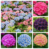 Hydrangea seeds mixed-packaging showing variety for vibrant garden colors.