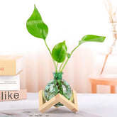 HymoConn propagation station glass vase with wooden stand for desk hydroponics and plant display.
