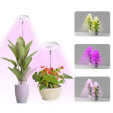 Hywyimlait Halo Ring Grow Light over a small herb pot encouraging leaf growth.
