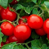 Instant Latch 250 cherry tomato seeds pack for indoor sowing and warm-season planting.