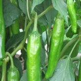 Instant Latch Anaheim chili seeds pack ready for easy indoor or outdoor planting.