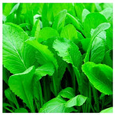 Instant Latch Florida Broadleaf Mustard seeds in seed packet for direct sow gardening.