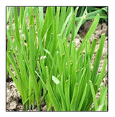 Instant Latch garlic chives seeds in a bag, ideal for home gardening and easy direct sow.
