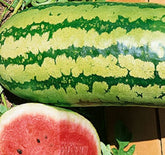 Instant Latch Garrisonian Watermelon seeds ready for direct sowing in warm soil