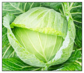 Instant Latch Golden Acre cabbage seeds pack, ideal for easy indoor sowing
