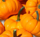 Instant Latch Jack Be Little pumpkin seeds pack for home gardening and heirloom flavor potential