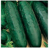 Instant Latch Marketmore 76 cucumber seeds in seed packet for home garden harvest