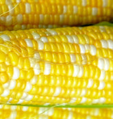 Instant Latch Peaches & Cream corn seed pack ready for planting in warm-season gardens.