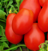 Instant Latch Roma VF tomato seeds packet ideal for heirloom, non-GMO gardening.