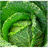 Instant Latch Savoy cabbage head close-up for harvest-ready leaves.