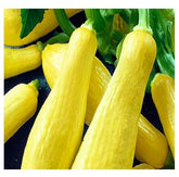 Instant Latch Straightneck Squash Seeds seed packet, ready for spring planting and fresh harvest.