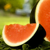 Instant Latch Sugar Baby Watermelon Seeds packet for a sweet backyard harvest.