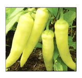 Instant Latch Sweet Banana Pepper seeds packaging for home gardening.