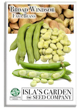 Broad Windsor bean pod from Isla's Garden Seeds, ideal for fresh soups and stews.