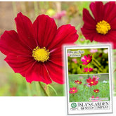 Isla's Garden Seeds Dwarf Red Cosmos seed pack front for border planting