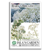 Isla’s Garden Seeds perennial baby's breath seed; borders and cut flowers.