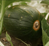 Isla's Garden Seeds Tatume squash young green fruit ready for summer harvest