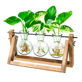 IVOLADOR I propagation station wooden stand with three bulb glass vases for display and growth.