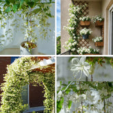 Jasmine Flower Seeds pack close-up ready for planting