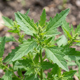 JOCADEW Epazote seeds pack front view for easy kitchen garden planting