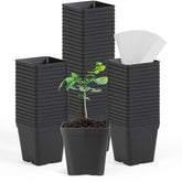June Fox square nursery pot 60-pack, ideal for seedling trays and space-saving planting.