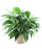 KaBloom large purifying peace lily with burlap pot cover ready for gifting