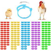 Kalekey chicken leg bands multicolor set for clear flock identification and organization.