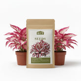 KCT Garden hosta seeds in blue varieties for vibrant shade garden foliage.