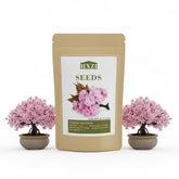 KCT GARDEN Japanese cherry blossom seeds pack 30 for bonsai planting