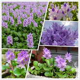 KCT GARDEN water hyacinth seeds packaging for pond planting and care