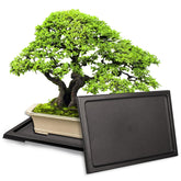KEOHOLI bonsai tray 2-pack shows large outer dimensions and protects surfaces.