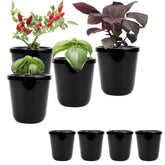 Kiicii Kratky windowsill setup for fresh herbs at hand