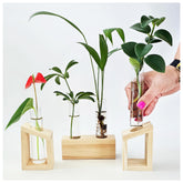Kinroxy plant propagation station wooden stand displays cuttings beautifully for home decor.